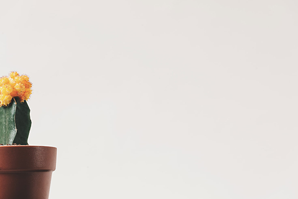 司马光这首诗带拼音