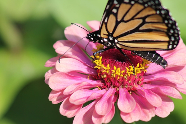 兔子的描写作文150