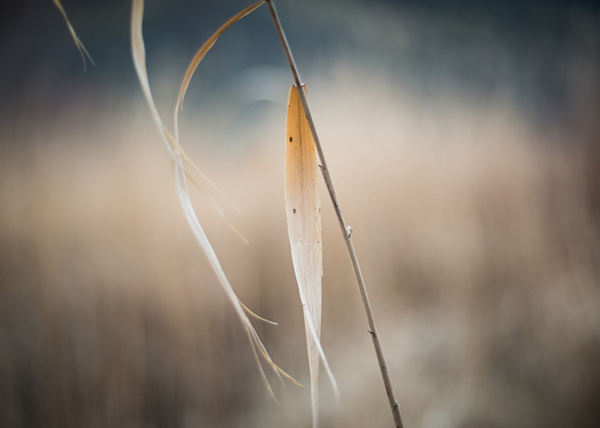 潭州译文李商隐