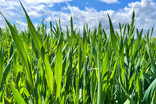 称赞青蛙的句子